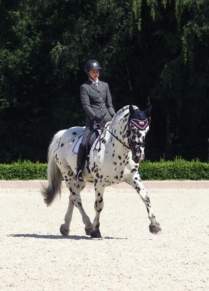 Noriker Horse - Dressage